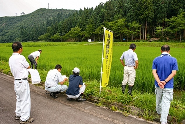 【特別栽培米の圃場確認】新潟県の担当職員と消費者代表JA北魚沼担当職員による現地圃場確認。