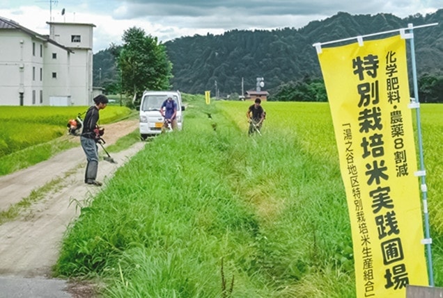 特別栽培米実践圃場